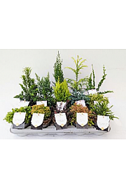 Ekskluzivna mješavina četinjača Ø 10,5; 1 CC KOLICA = 360 DIJELOVA