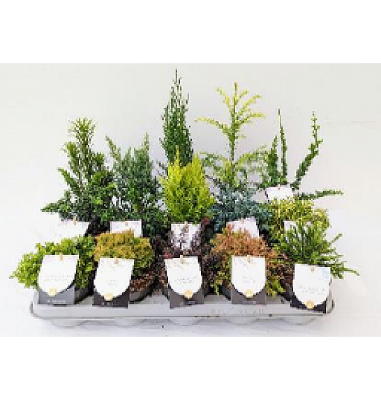 Ekskluzivna mješavina četinjača Ø 10,5; 1 CC KOLICA = 360 DIJELOVA