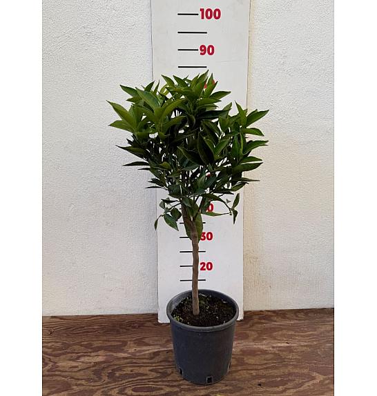 Citrus aurantium Clementina Ø18 Na steblu 20 cm