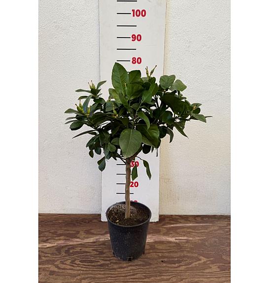 Citrus sinensis Limon Ø18 Na steblu 20 cm