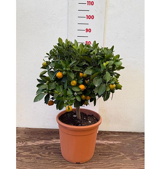 Citrus microcarpa Calamondin Ø28 Na steblu 30 cm