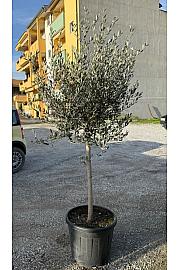Olea europea Ø55 150-175 cm Na steblu 100 cm