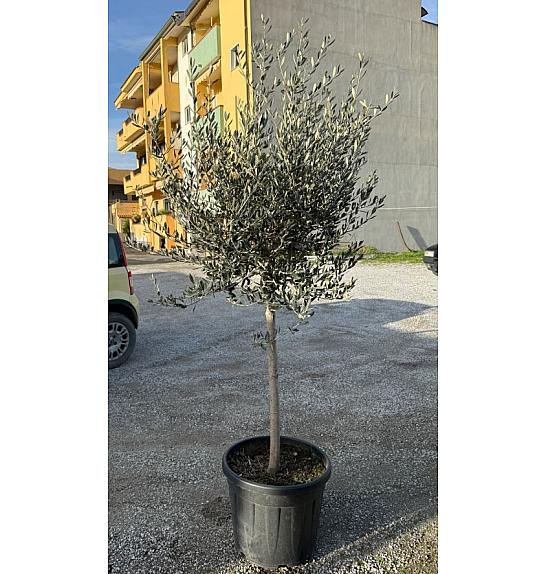 Olea europea Ø55 150-175 cm Na steblu 100 cm