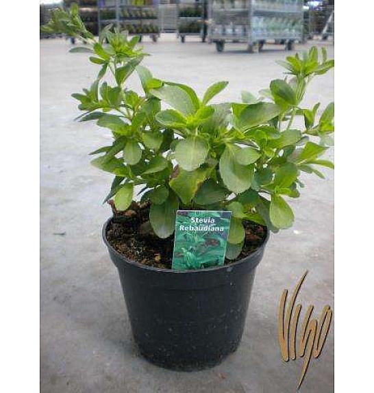 Stevia Ø14