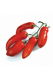 Paradižnik CE Bellandine F1 Ø13