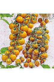 Paradižnik Tutti Frutti Deep Yellow Desire F1 Ø 10,5