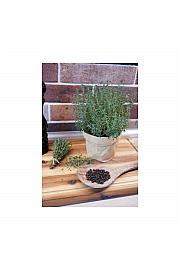 Thymus piperella; Paprena dušica; Ø12; 690045; PLAVA