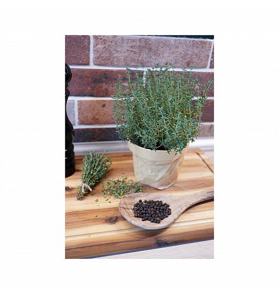 Thymus piperella; Paprena dušica; Ø12; 690045; PLAVA