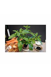 Cordia verbenacea; Bouillon; Ø12; 700884; BLU