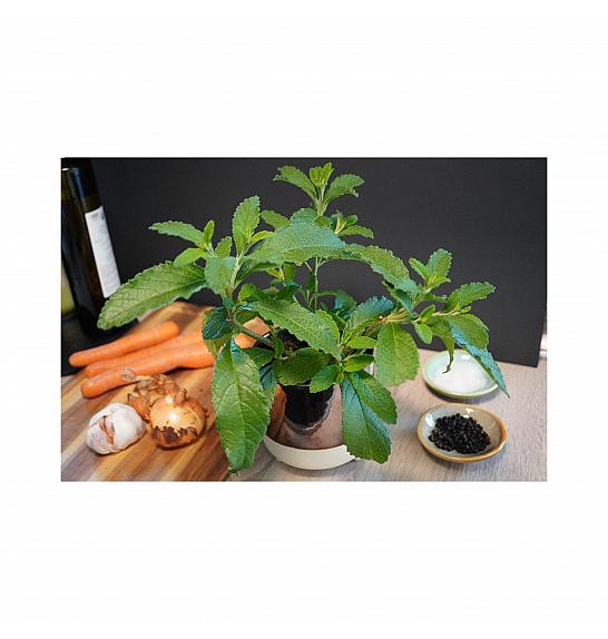 Cordia verbenacea; Bouillon; Ø12; 700884; BLU