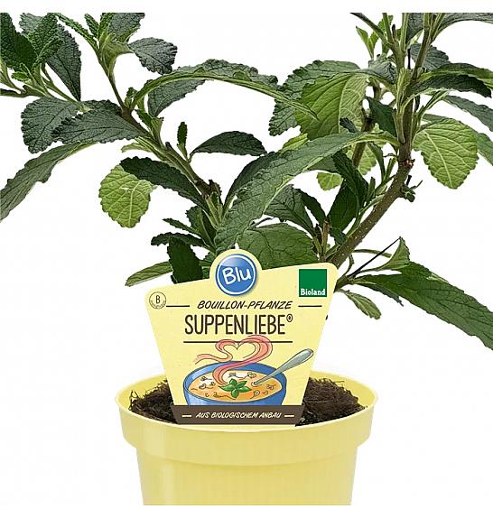 Cordia verbenacea; Bouillon; Ø12; 700884; BLU