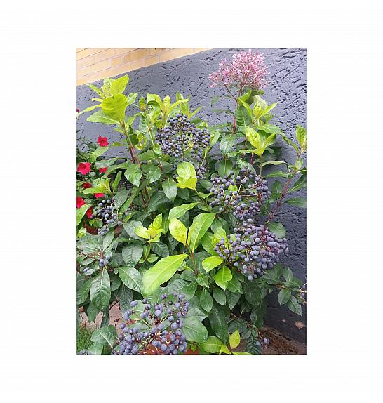 Fuchsia aborescens;Jestiva fuksija; Ø12; 701031;PLAVA