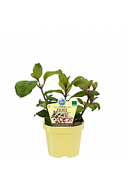 Fuchsia aborescens;Jestiva fuksija; Ø12; 701031;PLAVA