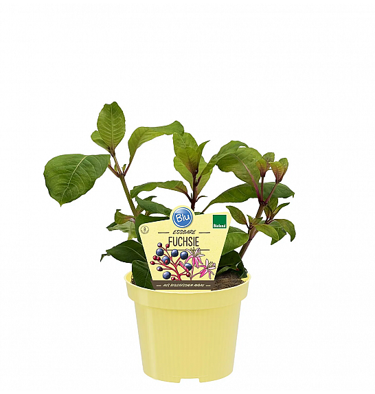 Fuchsia aborescens;Jestiva fuksija; Ø12; 701031;PLAVA