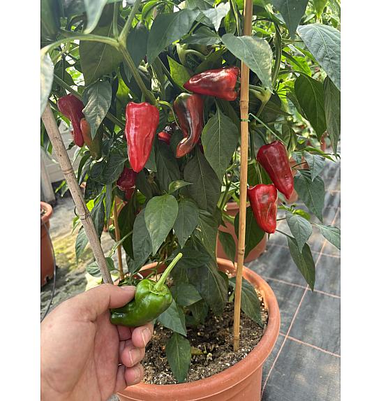 Capsicum annuum Poxigo F1; Feferoni Pimientos; Ø12; 690046; BLU