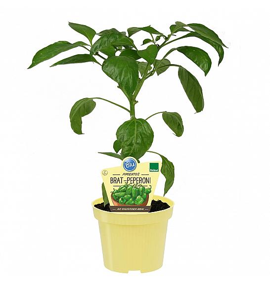 Capsicum annuum Poxigo F1; Feferoni Pimientos; Ø12; 690046; BLU