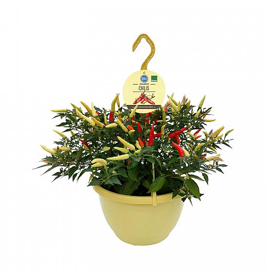 Capsicum annuum; Chili; Ø27; 700085; PLAVA