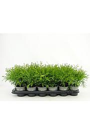 Chamaecyparis pisifera Filifera Aurea Ø9