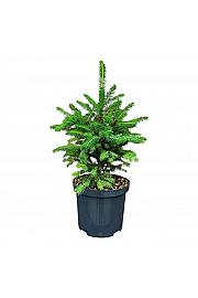 Picea abies Wills Zwerg C2,5 lit. 15-20 cm