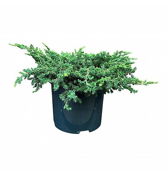 Juniperus communis Ristol C5 Lit. 25-30 cm