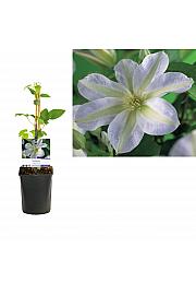 Clematis Yukikomachi C1.5 Lit. 30-40 cm