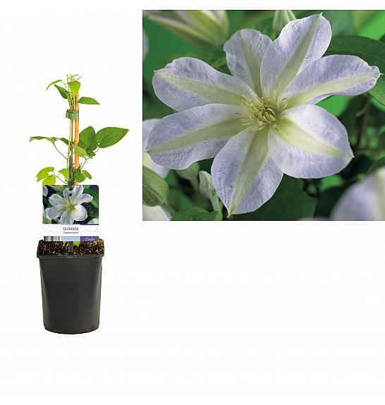 Clematis Yukikomachi C1.5 Lit. 30-40 cm