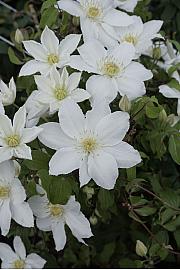 Clematis Madame Blanc PBR C2,5 lit. 40-60 cm