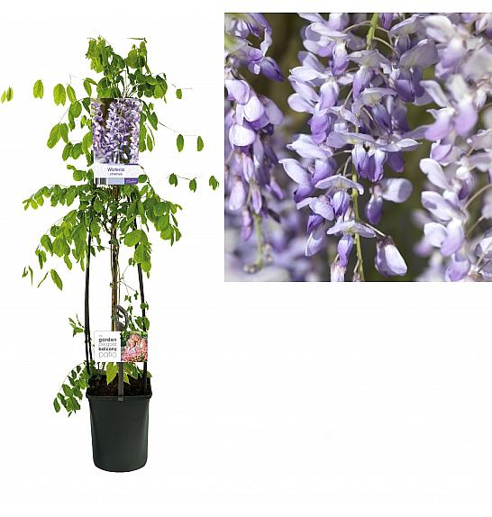 Wisteria sinensis C1 Lit. 20-30 cm; iz sjemena