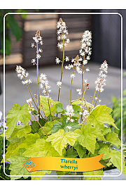Tiarella Wherryi Ø11