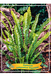 Asplenium scolopendrium Angustifolia Ø11