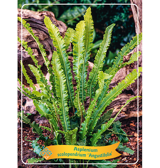 Asplenium scolopendrium Angustifolia Ø11