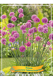 Armeria pseudarmeria Ballerina Purple Rose Ø11