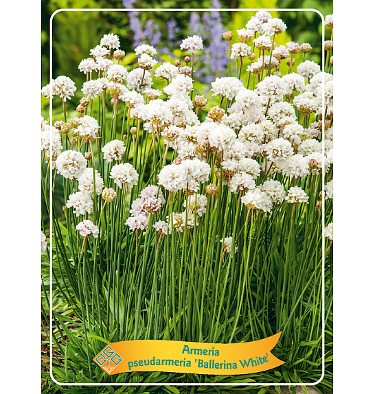 Armeria pseudarmeria Ballerina White Ø11