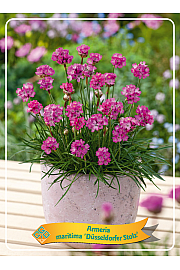 Armeria maritima Düsseldorfer Stolz Ø11