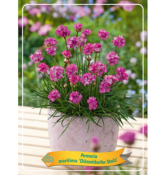 Armeria maritima Düsseldorfer Stolz Ø11