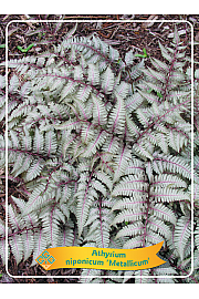 Athyrium niponicum Metallicum Ø11