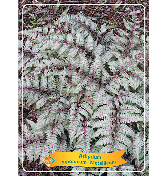 Athyrium niponicum Metallicum Ø11
