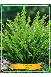 Blechnum spicant Ø11