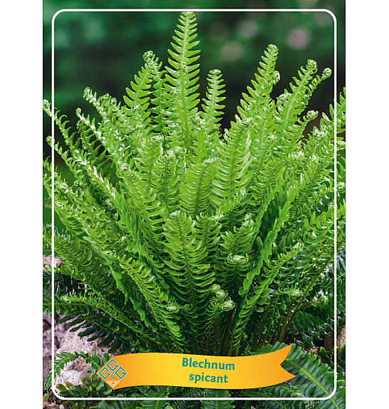 Blechnum spicant Ø11