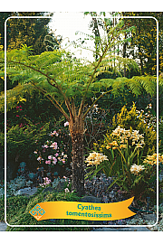 Cyathea tomentosissima Ø11