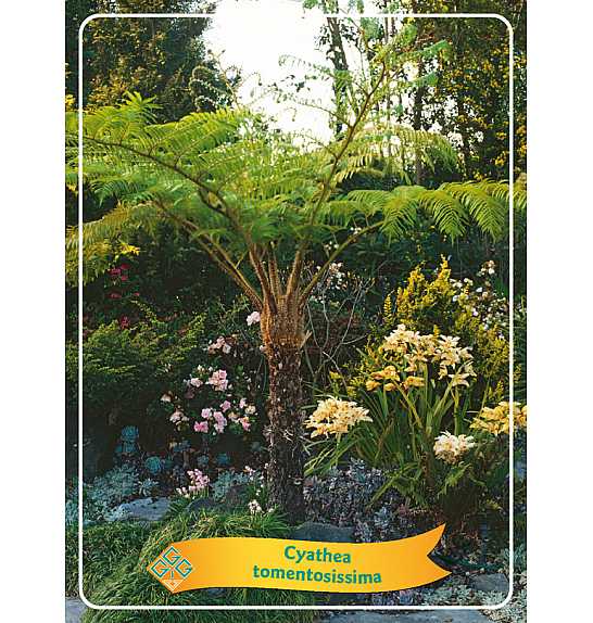 Cyathea tomentosissima Ø11