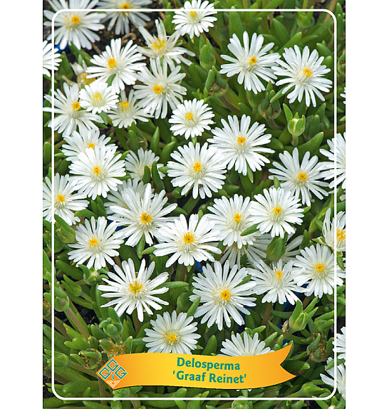 Delosperma Graaf Reinet Ø11