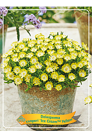 Delosperma cooperi Ice Cream™ Yellow Ø11