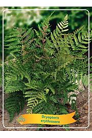 Dryopteris Erythrosora Ø11