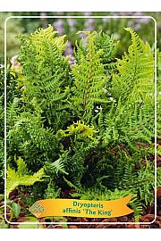 Dryopteris affinis The King Ø11