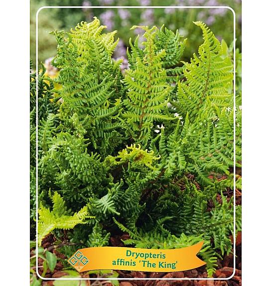 Dryopteris affinis The King Ø11
