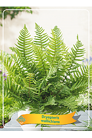 Dryopteris wallichiana Ø11