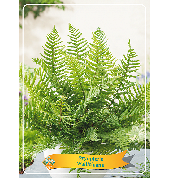 Dryopteris wallichiana Ø11