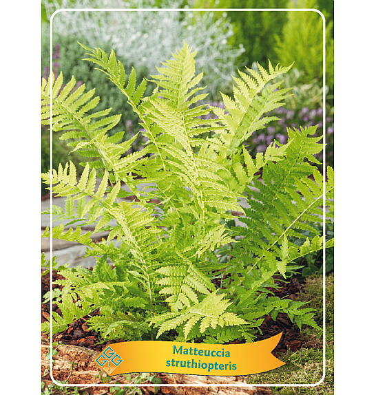 Matteuccia struthiopteris Ø11