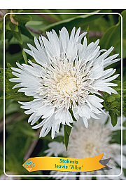 Stokesia leavis Alba Ø11